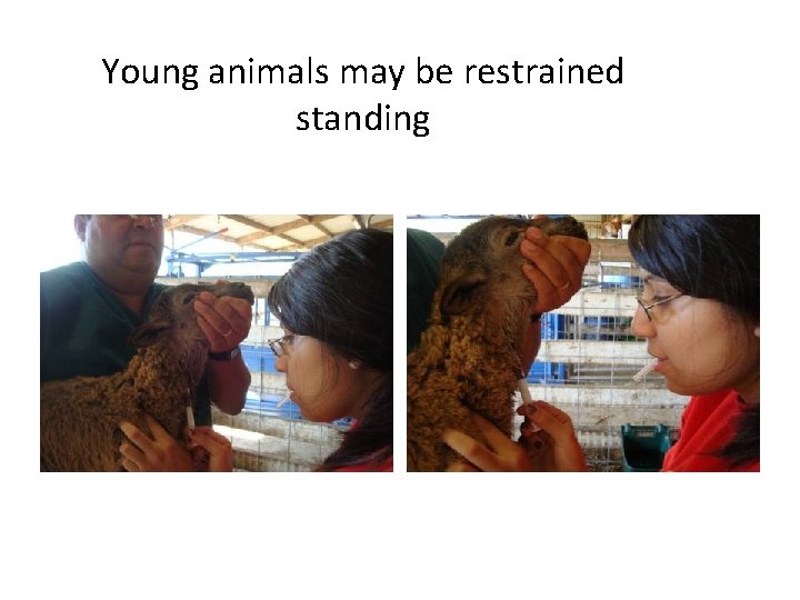 Young animals may be restrained standing Young animals may be restrained standing