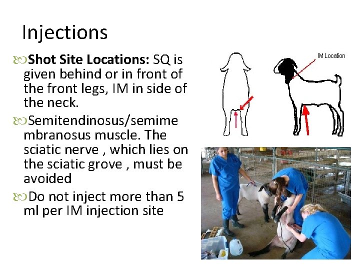 Injections Shot Site Locations: SQ is given behind or in front of the front Injections Shot Site Locations: SQ is given behind or in front of the front