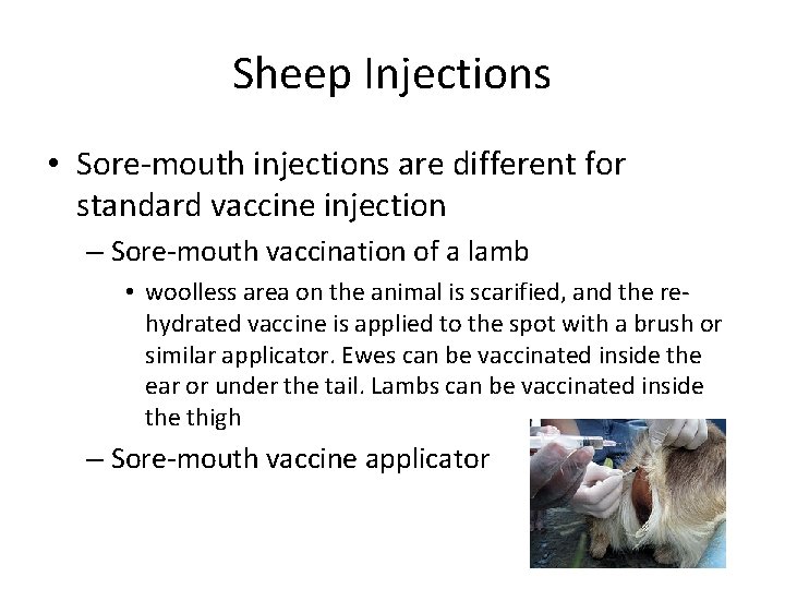 Sheep Injections • Sore-mouth injections are different for standard vaccine injection – Sore-mouth vaccination Sheep Injections • Sore-mouth injections are different for standard vaccine injection – Sore-mouth vaccination