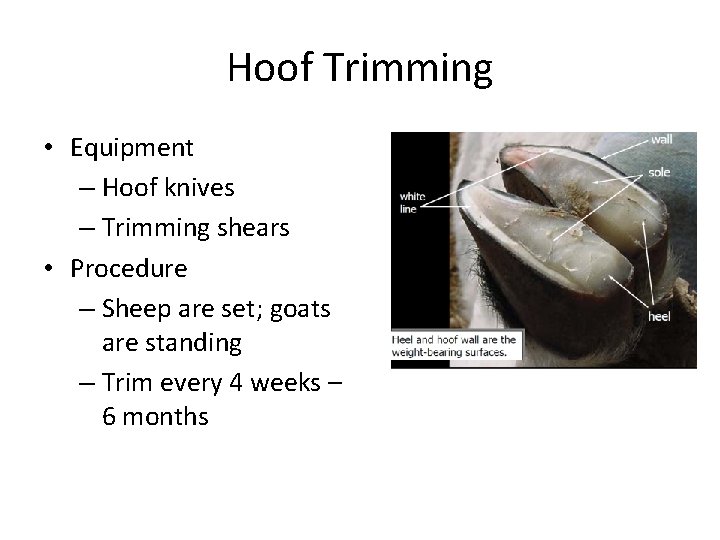 Hoof Trimming • Equipment – Hoof knives – Trimming shears • Procedure – Sheep Hoof Trimming • Equipment – Hoof knives – Trimming shears • Procedure – Sheep