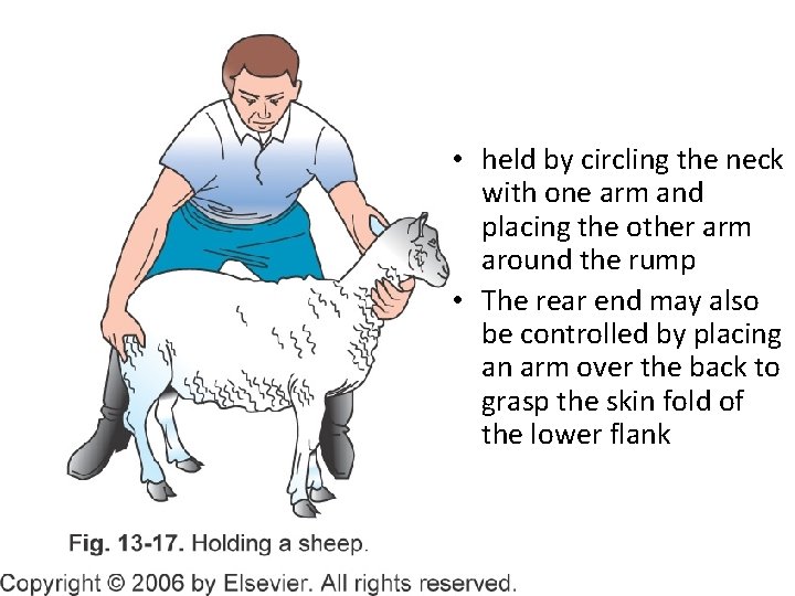 Goat And Sheep Restraint And Clinical Procedures Chapter