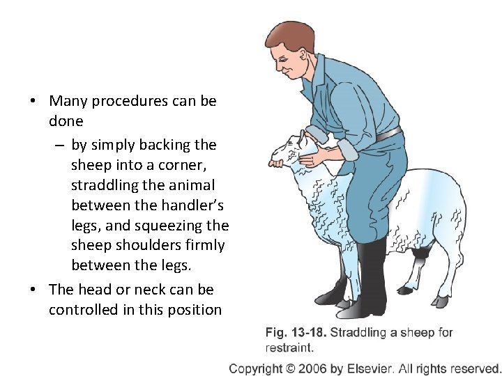 • Many procedures can be done – by simply backing the sheep into • Many procedures can be done – by simply backing the sheep into