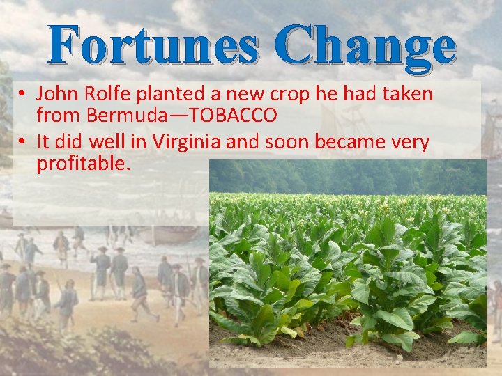 Fortunes Change • John Rolfe planted a new crop he had taken from Bermuda—TOBACCO