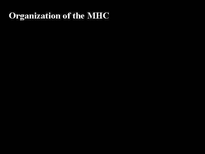 Organization of the MHC 
