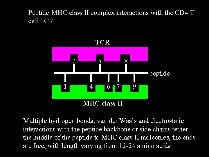 Peptide-MHC class II complex interactions with the CD 4 T cell TCR 2 5