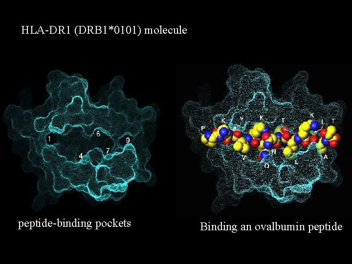 HLA-DR 1 (DRB 1*0101) molecule peptide-binding pockets Binding an ovalbumin peptide 