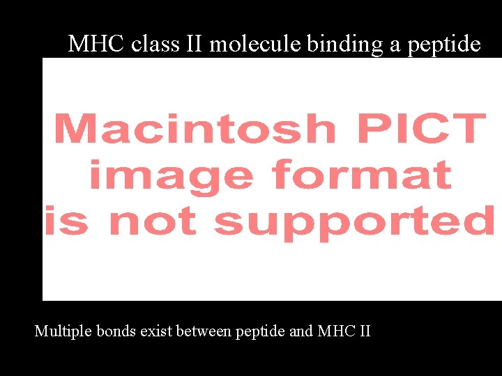 MHC class II molecule binding a peptide P 7 P 2 Multiple bonds exist