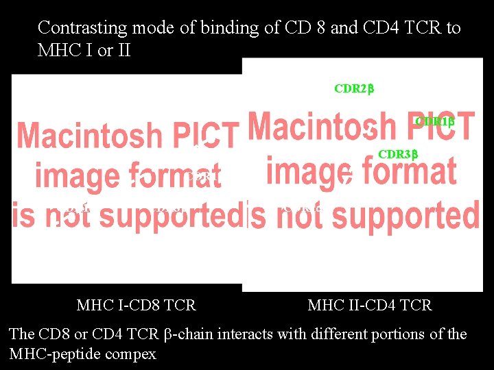 Contrasting mode of binding of CD 8 and CD 4 TCR to MHC I