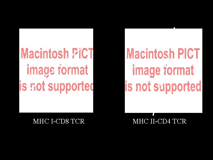 MHC I-CD 8 TCR MHC II-CD 4 TCR 