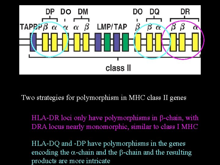 O Two strategies for polymorphism in MHC class II genes HLA-DR loci only have