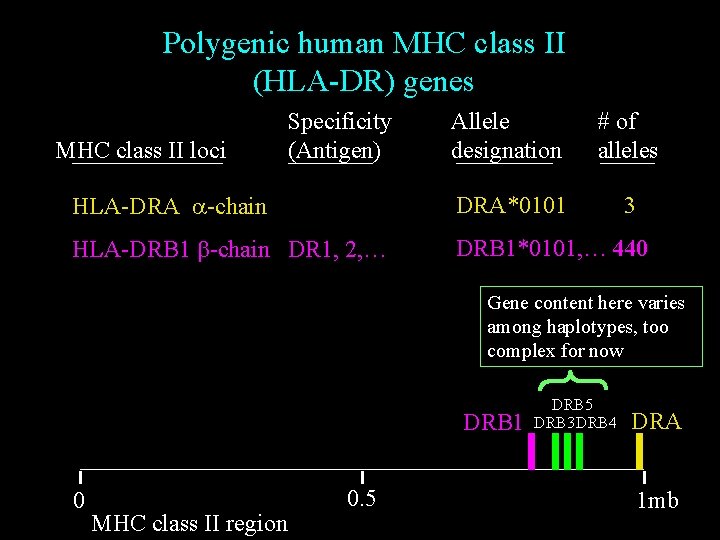 Polygenic human MHC class II (HLA-DR) genes Allele designation # of alleles HLA-DRA a-chain