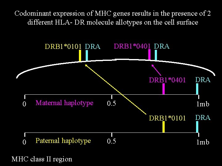 Codominant expression of MHC genes results in the presence of 2 different HLA- DR