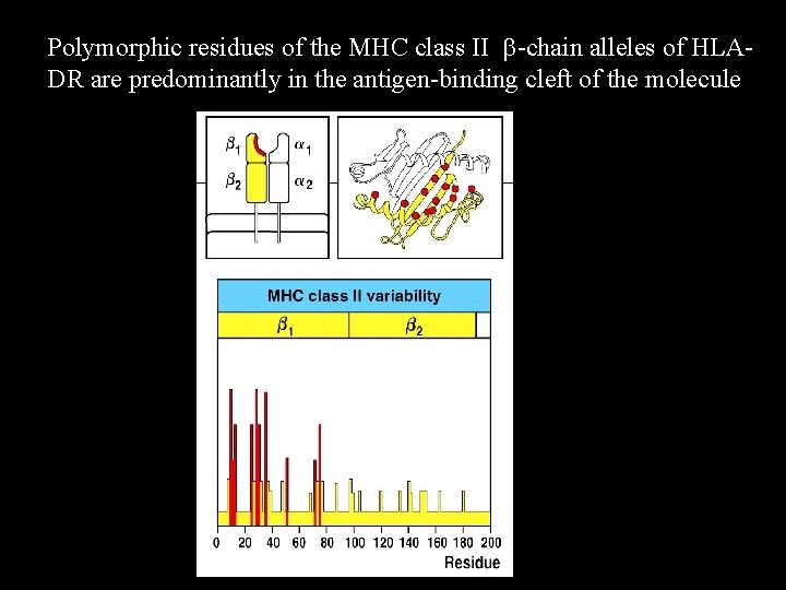 Polymorphic residues of the MHC class II b-chain alleles of HLADR are predominantly in