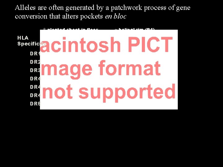 Alleles are often generated by a patchwork process of gene conversion that alters pockets