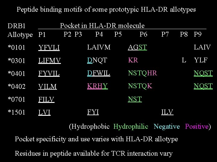 Peptide binding motifs of some prototypic HLA-DR allotypes DRB 1 Allotype P 1 Pocket