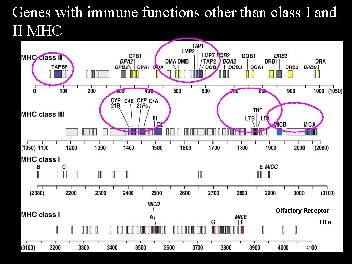 Genes with immune functions other than class I and II MHC Olfactory Receptor HFe