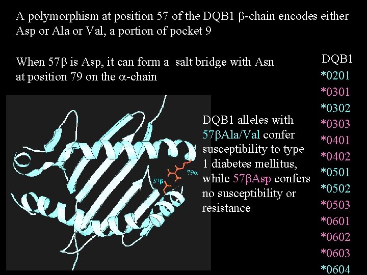 A polymorphism at position 57 of the DQB 1 b-chain encodes either Asp or