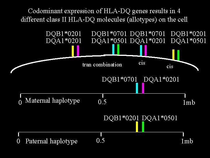 Codominant expression of HLA-DQ genes results in 4 different class II HLA-DQ molecules (allotypes)