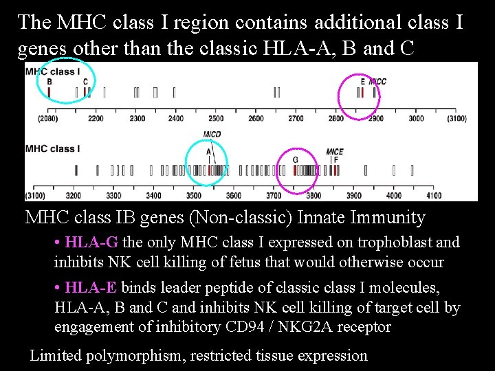 The MHC class I region contains additional class I genes other than the classic