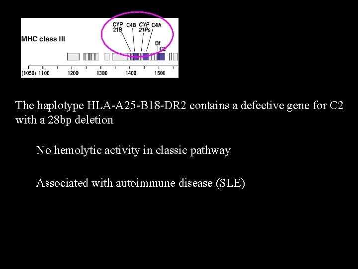 The haplotype HLA-A 25 -B 18 -DR 2 contains a defective gene for C