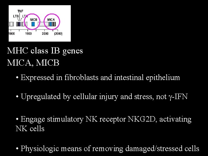 MHC class IB genes MICA, MICB • Expressed in fibroblasts and intestinal epithelium •