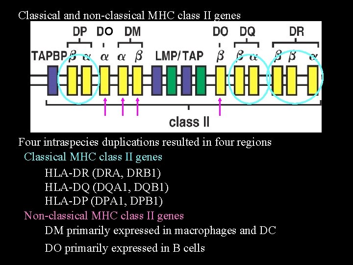 Classical and non-classical MHC class II genes O Four intraspecies duplications resulted in four