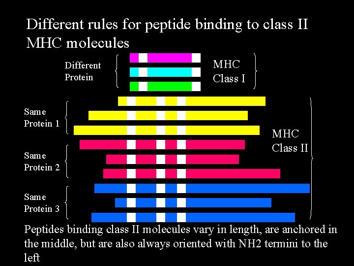 Different rules for peptide binding to class II MHC molecules Different Protein Same Protein