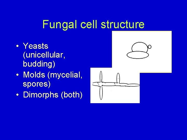Fungal cell structure • Yeasts (unicellular, budding) • Molds (mycelial, spores) • Dimorphs (both)
