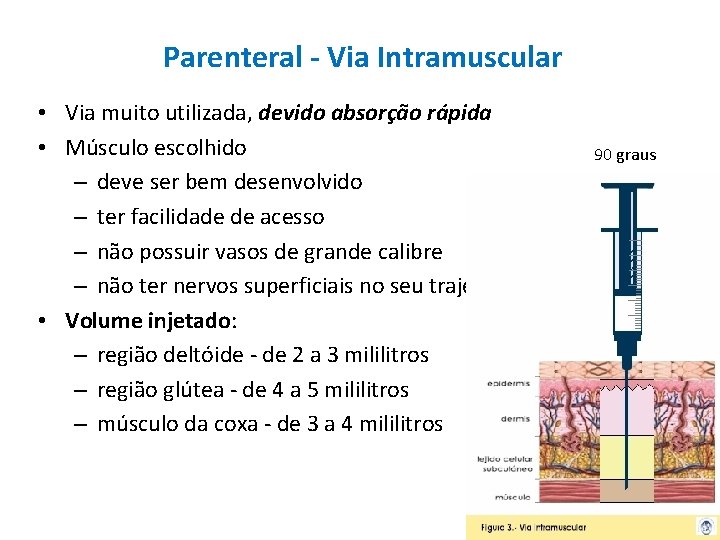 Parenteral - Via Intramuscular • Via muito utilizada, devido absorção rápida • Músculo escolhido Parenteral - Via Intramuscular • Via muito utilizada, devido absorção rápida • Músculo escolhido