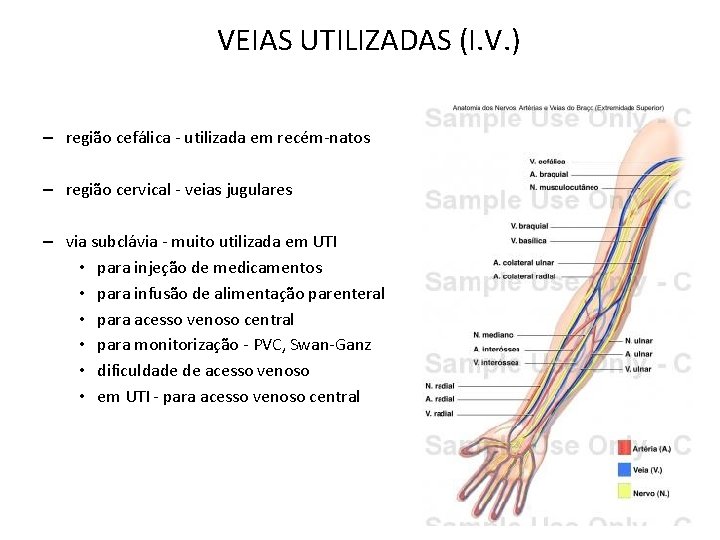VEIAS UTILIZADAS (I. V. ) – região cefálica - utilizada em recém-natos – região VEIAS UTILIZADAS (I. V. ) – região cefálica - utilizada em recém-natos – região