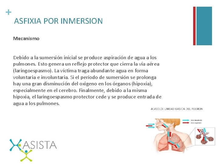 + ASFIXIA POR INMERSION Mecanismo Debido a la sumersión inicial se produce aspiración de