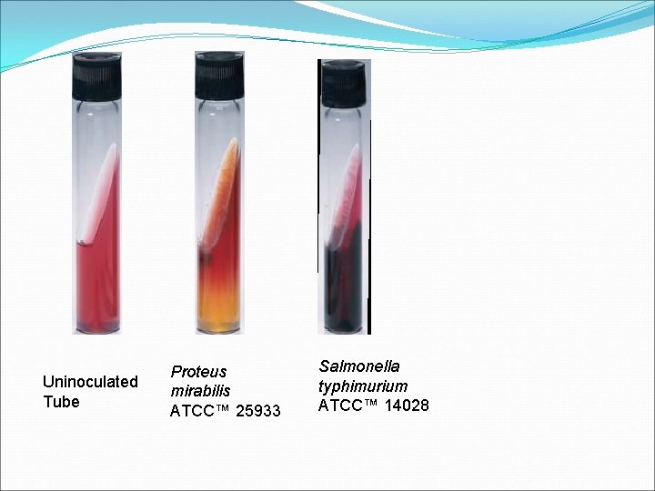 Uninoculated Tube Proteus mirabilis ATCC™ 25933 Salmonella typhimurium ATCC™ 14028 