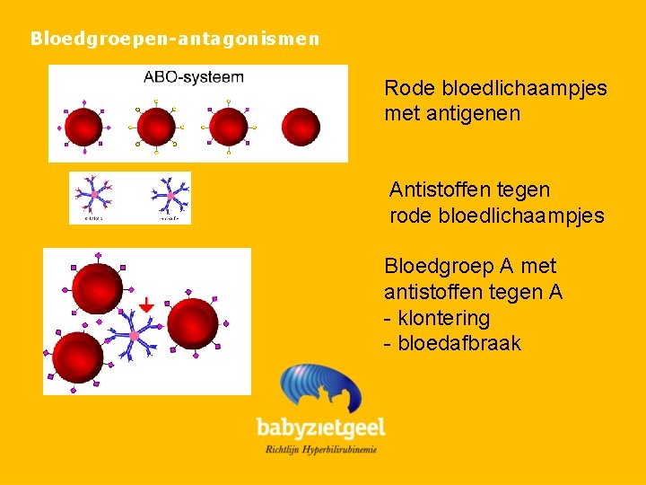 Bloedgroepen-antagonismen Rode bloedlichaampjes met antigenen Antistoffen tegen rode bloedlichaampjes Bloedgroep A met antistoffen tegen