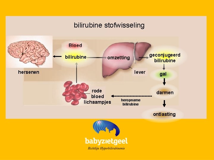 bilirubine stofwisseling Bloed bilirubine geconjugeerd bilirubine omzetting hersenen lever rode bloed lichaampjes gal darmen