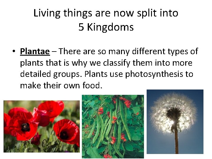 Living things are now split into 5 Kingdoms • Plantae – There are so