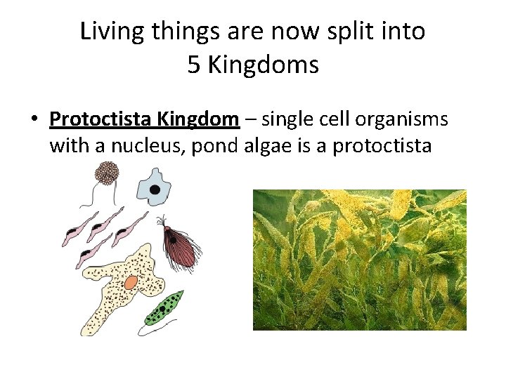 Living things are now split into 5 Kingdoms • Protoctista Kingdom – single cell