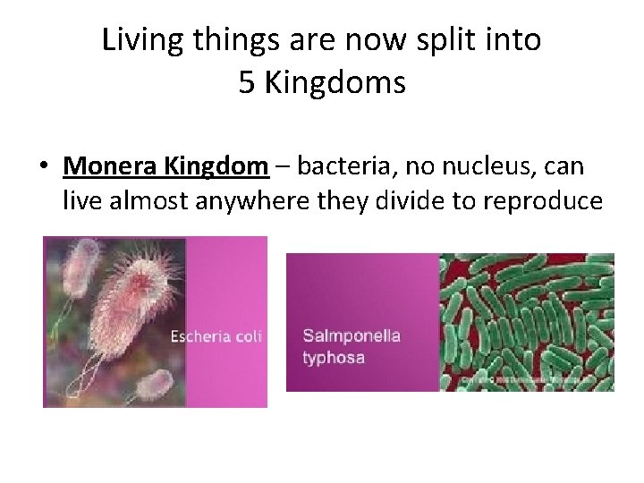 Living things are now split into 5 Kingdoms • Monera Kingdom – bacteria, no