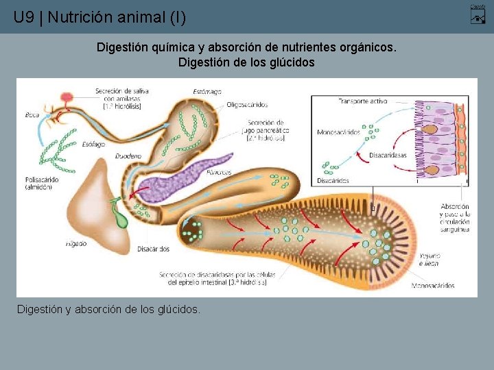 U 9 | Nutrición animal (I) Digestión química y absorción de nutrientes orgánicos. Digestión