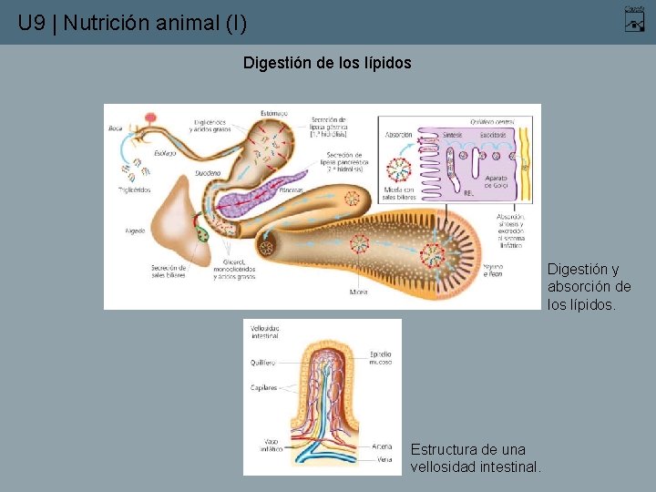 U 9 | Nutrición animal (I) Digestión de los lípidos Digestión y absorción de