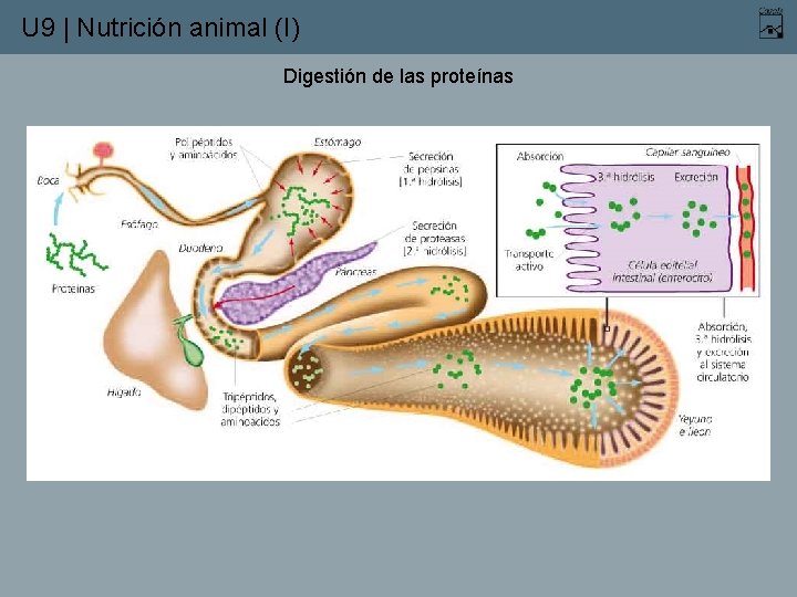 U 9 | Nutrición animal (I) Digestión de las proteínas 