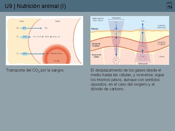 U 9 | Nutrición animal (I) Transporte del CO 2 por la sangre. El