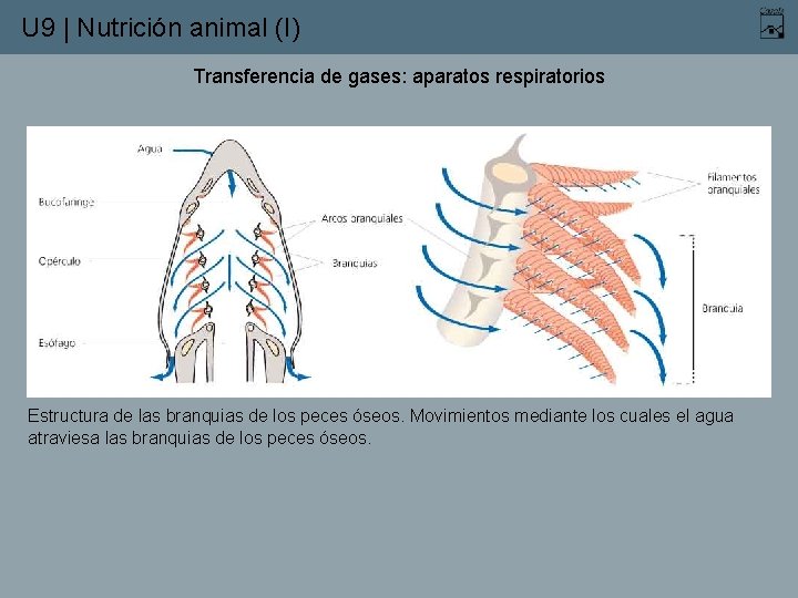 U 9 | Nutrición animal (I) Transferencia de gases: aparatos respiratorios Estructura de las