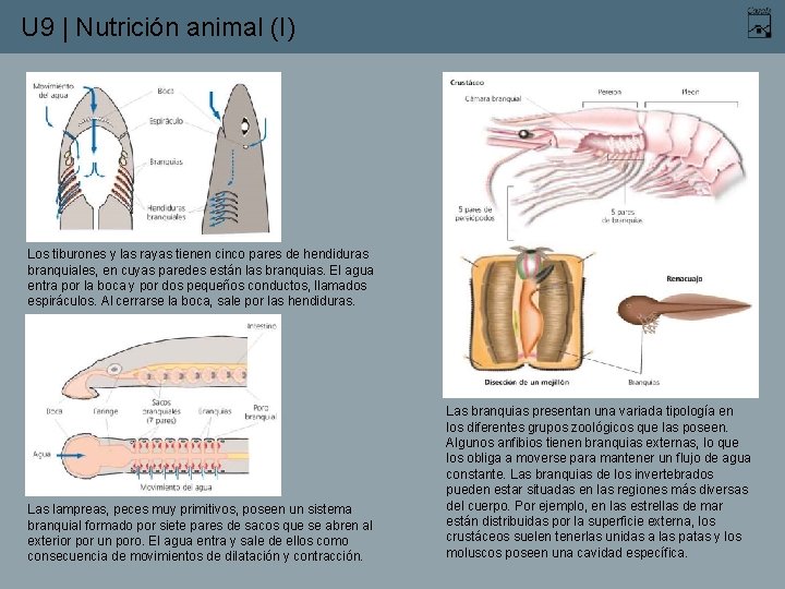 U 9 | Nutrición animal (I) Los tiburones y las rayas tienen cinco pares