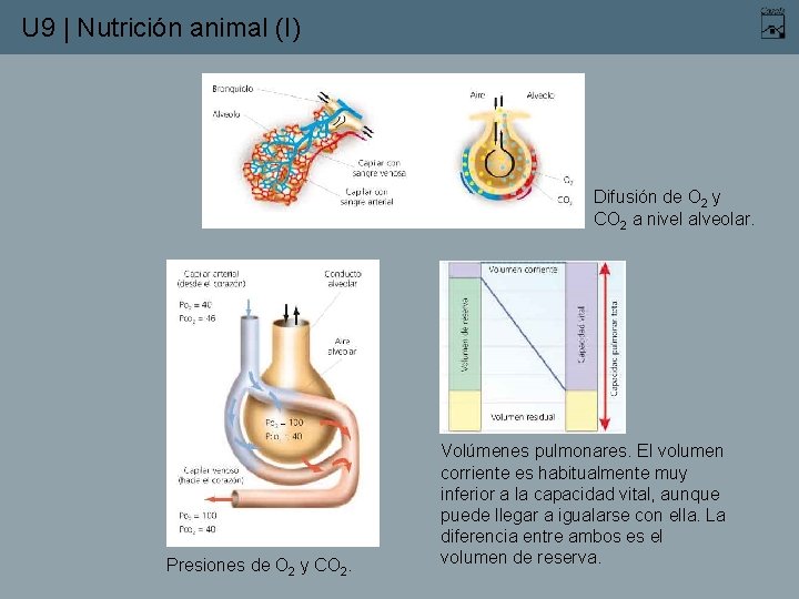 U 9 | Nutrición animal (I) Difusión de O 2 y CO 2 a