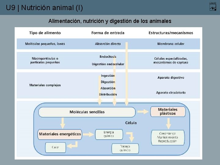 U 9 | Nutrición animal (I) Alimentación, nutrición y digestión de los animales 