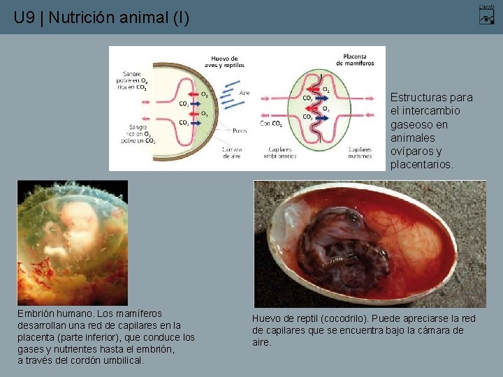 U 9 | Nutrición animal (I) Estructuras para el intercambio gaseoso en animales ovíparos