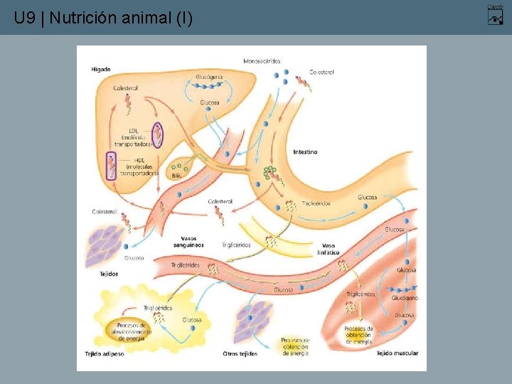 U 9 | Nutrición animal (I) 