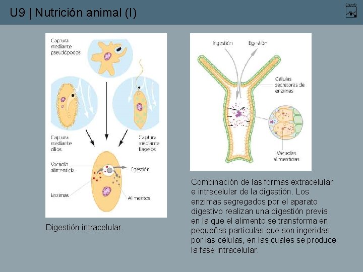 U 9 | Nutrición animal (I) Digestión intracelular. Combinación de las formas extracelular e