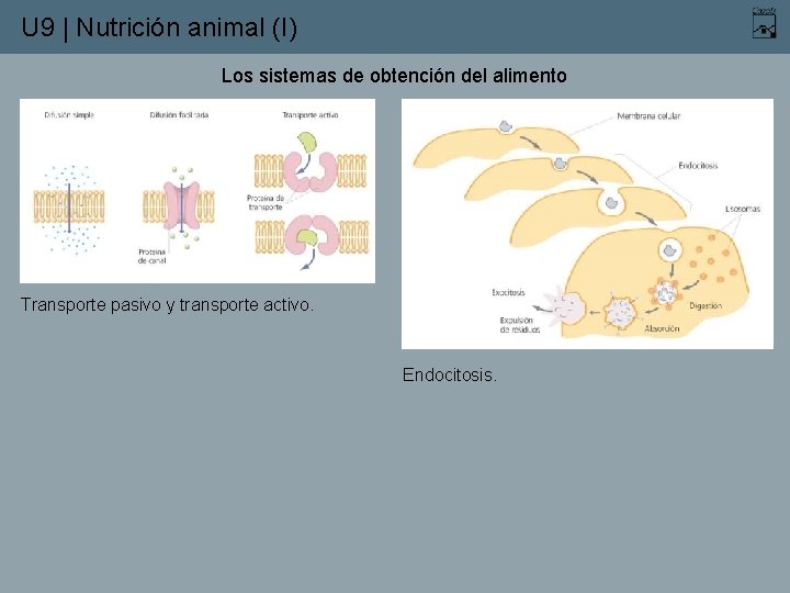 U 9 | Nutrición animal (I) Los sistemas de obtención del alimento Transporte pasivo