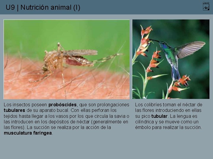 U 9 | Nutrición animal (I) Los insectos poseen probóscides, que son prolongaciones tubulares